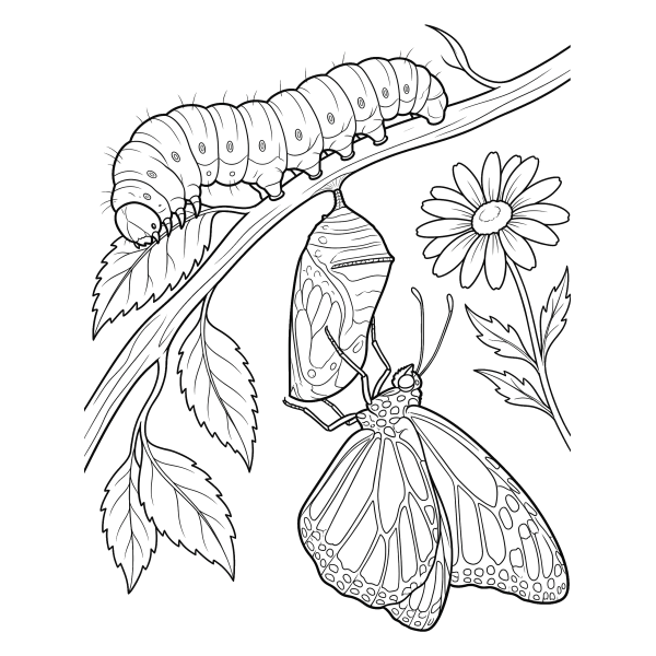 Coloriage Coloriage Chenille qui Devient Papillon à imprimer