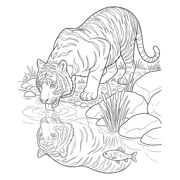 Coloriage Coloriage Tigre qui Boit à la Rivière à imprimer
