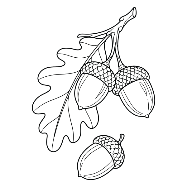 Coloriage Dessin Automne Gland à imprimer