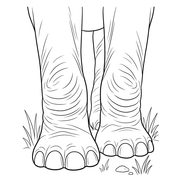Coloriage Dessin Patte d'Éléphant à imprimer
