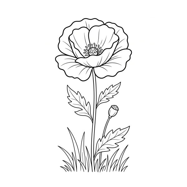Coloriage Coloriage Coquelicot à imprimer